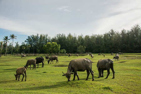 Thai buffalo is grazing in a fieldの写真素材