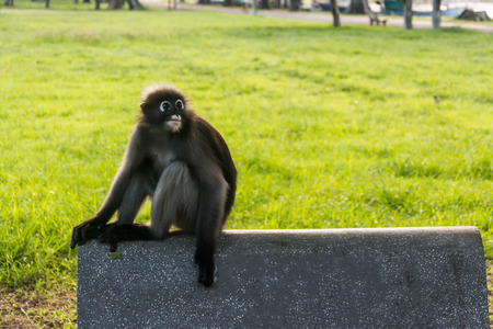 Dusky leaf monkey is residents in Thailandの写真素材