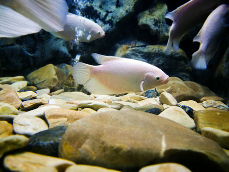 white giant gourami fish in a fish tank.の写真素材