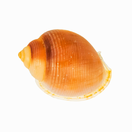 shellfish on Isolated White Background