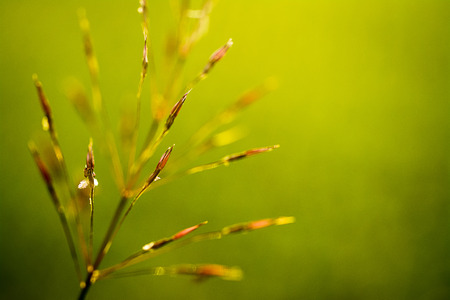 close up flower of grass ,Sunshine timeの写真素材