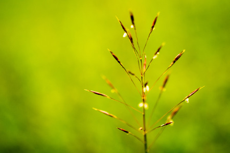 close up flower of grass ,Sunshine time