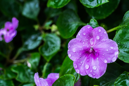 pink  flowers in the meadowの写真素材