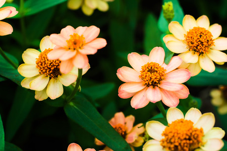 flowers in the meadowの写真素材