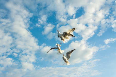 Seagulls flying and feedingの写真素材