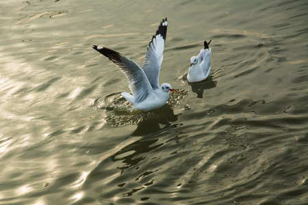 Seagulls  on the seaの写真素材