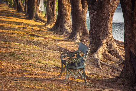 the tree in the park , vintage filterの写真素材