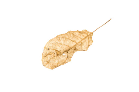 Dry leaf on white backgroundの写真素材