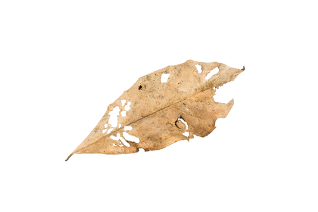 Dry leaf on white backgroundの写真素材