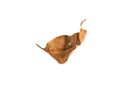 Dry leaf on white background