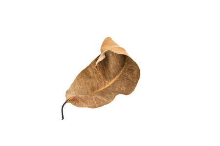 Dry leaf on white backgroundの写真素材