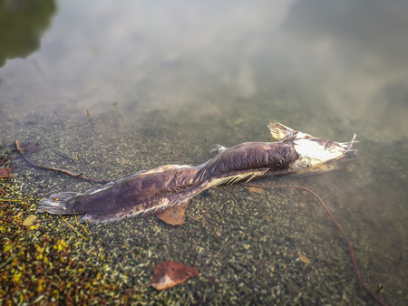 Dead fish on the river. dark water water pollutionの写真素材