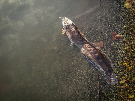 Dead fish on the river. dark water water pollutionの写真素材
