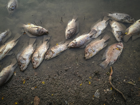 Dead fish on the river. dark water water pollutionの写真素材