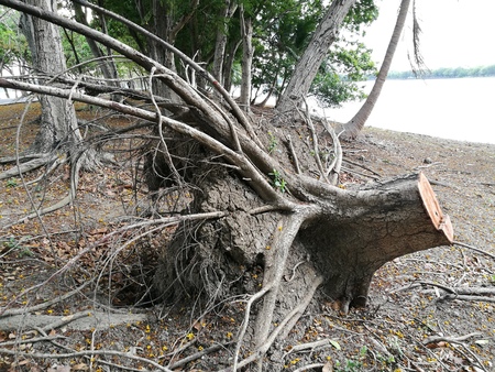 old tree stump cut tree or broken treeの写真素材