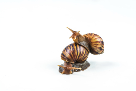 snails on white background  ,Can convey the love of young people or competitionの写真素材