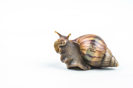 snails on white backgroundの写真素材