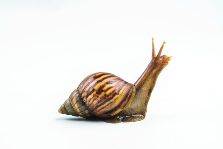 snails on white backgroundの写真素材