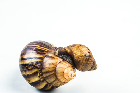 snails on white background  ,Can convey the love of family or Love between mother and child .の写真素材