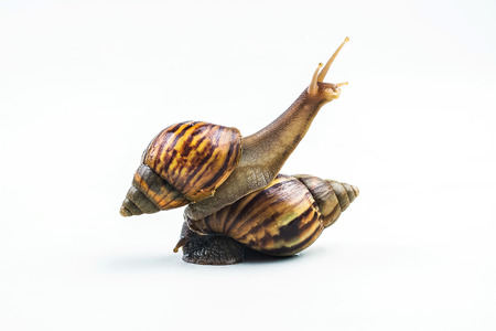 snails on white background  ,Can convey the love of young people or competitionの写真素材