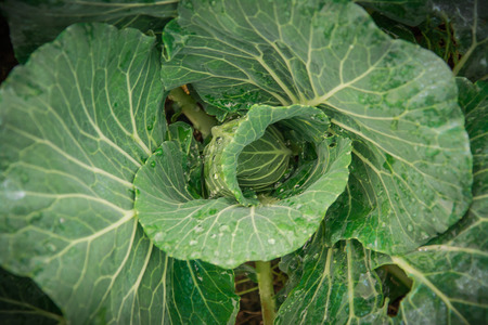 Cabbage that grows in the garden .の写真素材