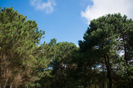 Natural Green Pine forestの写真素材
