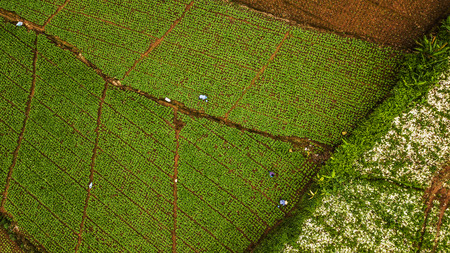 An aerial view of  Agricultural area .