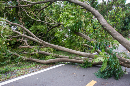 The tree was destroyed by the storm's intensity .の写真素材