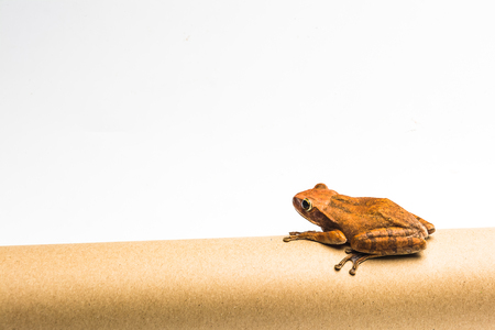 frog isolated on white background .の写真素材
