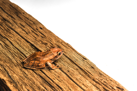 frog isolated on white background .の写真素材