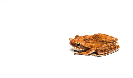frog isolated on white background .の写真素材
