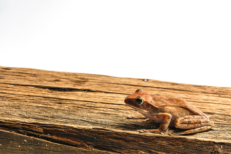 frog isolated on white background .の写真素材