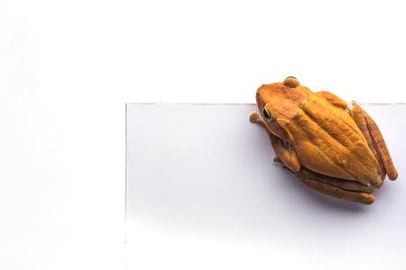 frog isolated on white background .の写真素材