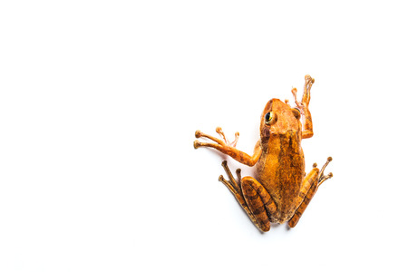 frog isolated on white background .の写真素材