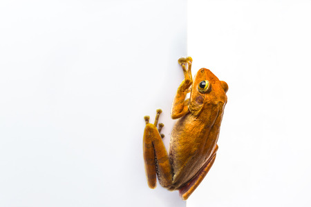 frog isolated on white background .の写真素材