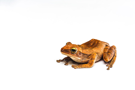 frog isolated on white background .の写真素材