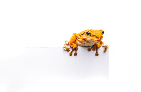 frog isolated on white background .の写真素材