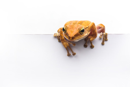 frog isolated on white background .の写真素材