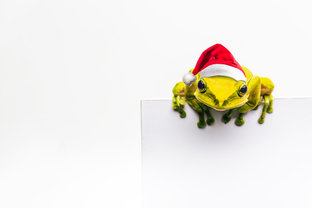 frog with Christmas hat isolated on white background .の写真素材