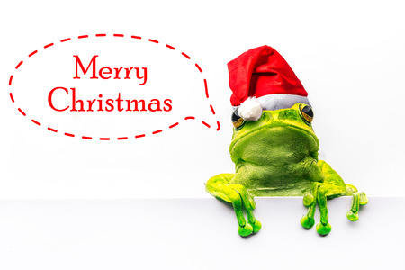 frog with Christmas hat isolated on white background .の写真素材