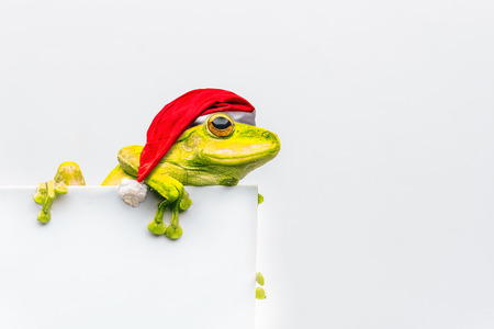 frog with Christmas hat isolated on white backgroundの写真素材