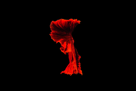 Betta fish Halfmoon Betta  moving moment beautiful  fish in thailand  .の写真素材