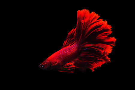 Betta fish Halfmoon Betta  moving moment beautiful  fish in thailand  .