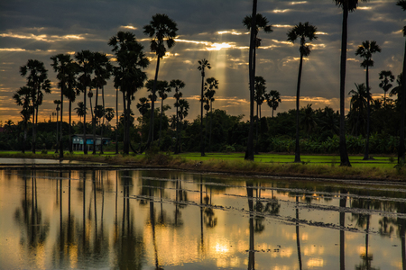 landscape of sugar palm tree in Twilight time ,Thailandの写真素材