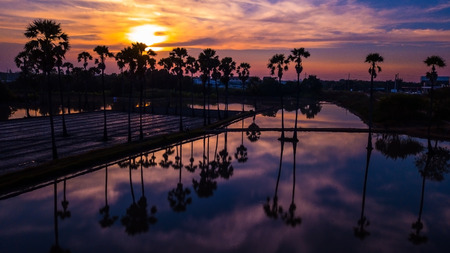 Aerial view of  sugar palm tree  with sunset sky .