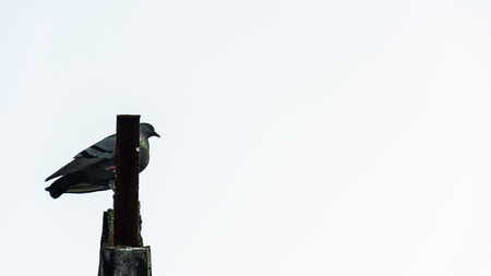 Dove on the roof .の写真素材