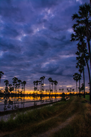 landscape of sugar palm tree in Twilight time ,Thailandの写真素材