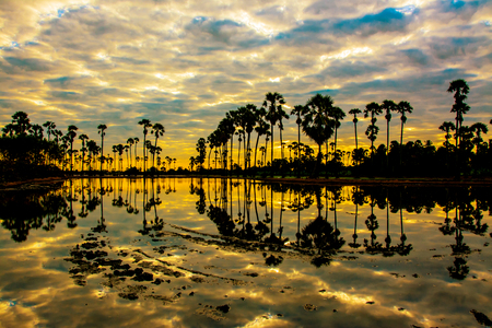 landscape of sugar palm tree in Twilight time ,Thailandの写真素材
