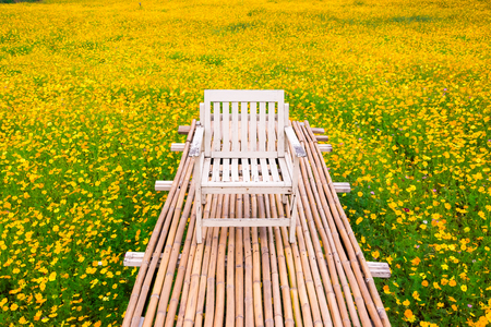 yellow cosmos flower with walkwayの写真素材