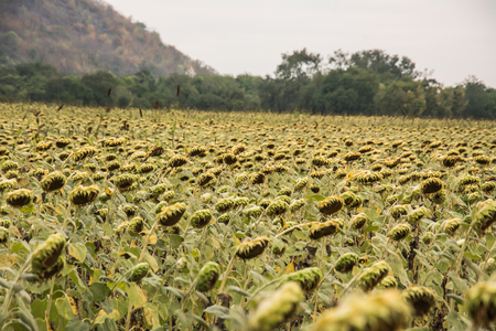 field of bloooming  , landscape of Sunflower Farm Flowers witheredの写真素材